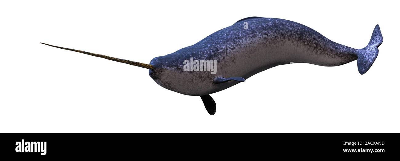 Narwhal, maschio Monodon monoceros isolati su sfondo bianco Foto Stock