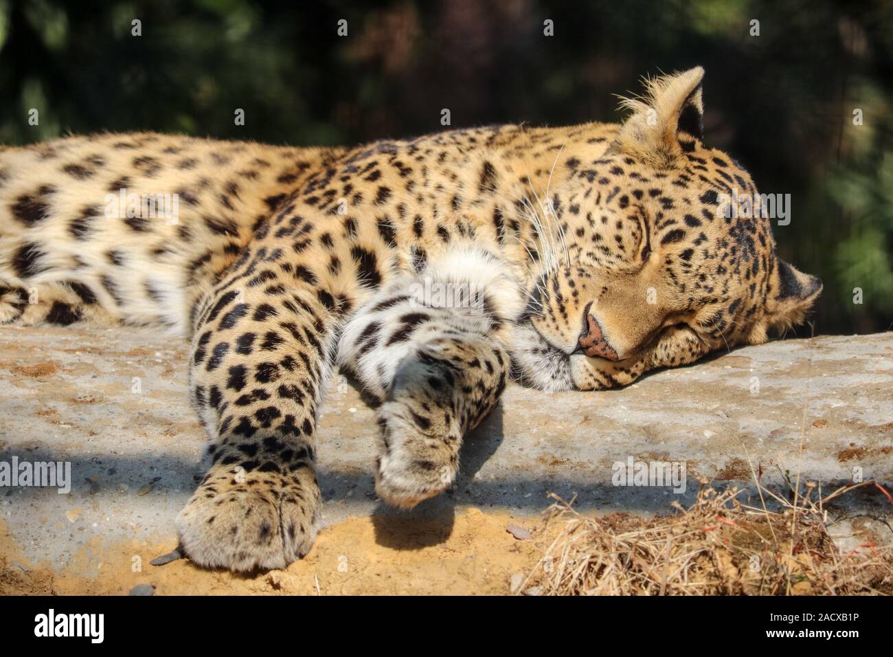 Un sonno Leopard su un blocco di legno Foto Stock