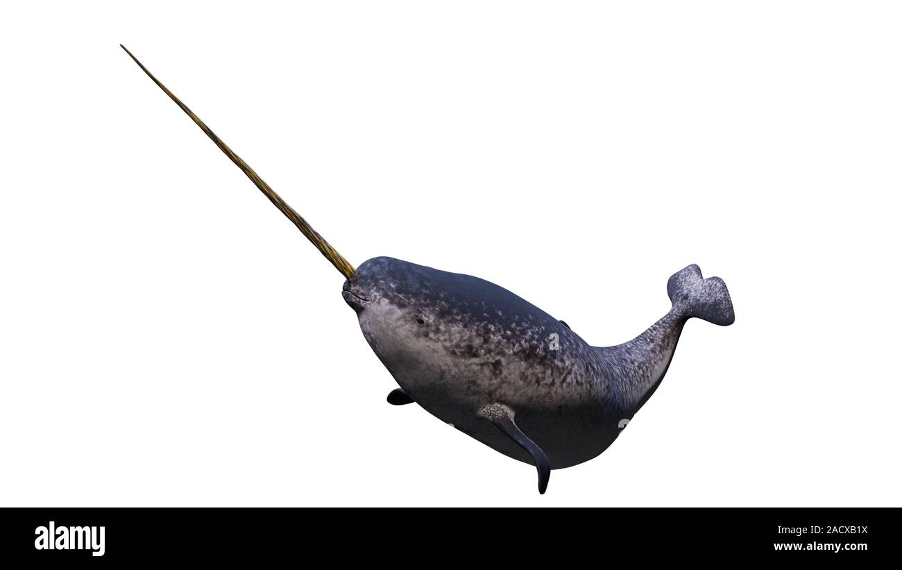 Narwhal, maschio Monodon monoceros isolati su sfondo bianco Foto Stock