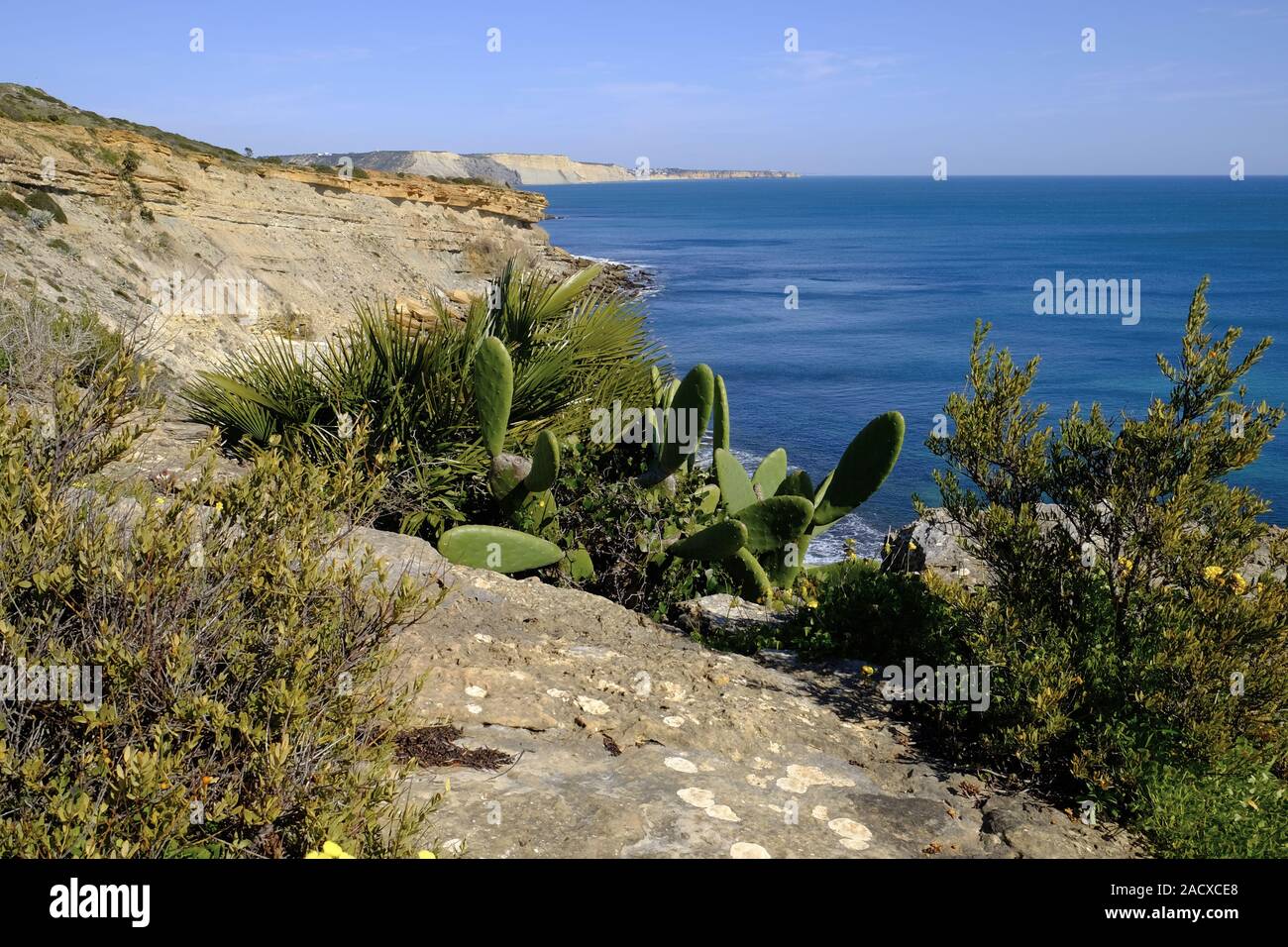 Atlantic Beach vegetazione, Algarve, PORTOGALLO Foto Stock