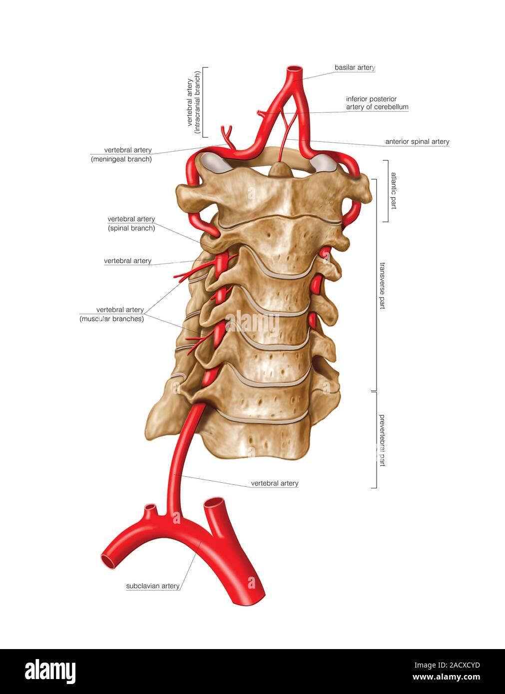 Illustrazione della arteria vertebrale. Questa vista etichettati illustrazione è da 'Asklepios Atlante di Anatomia Umana". Foto Stock