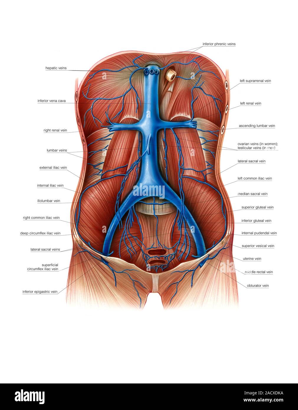 Illustrazione della vena cava le vene che lo alimentano. Questa femmina vista anteriore illustrazione è da 'Asklepios Atlante di Anatomia Umana". Foto Stock