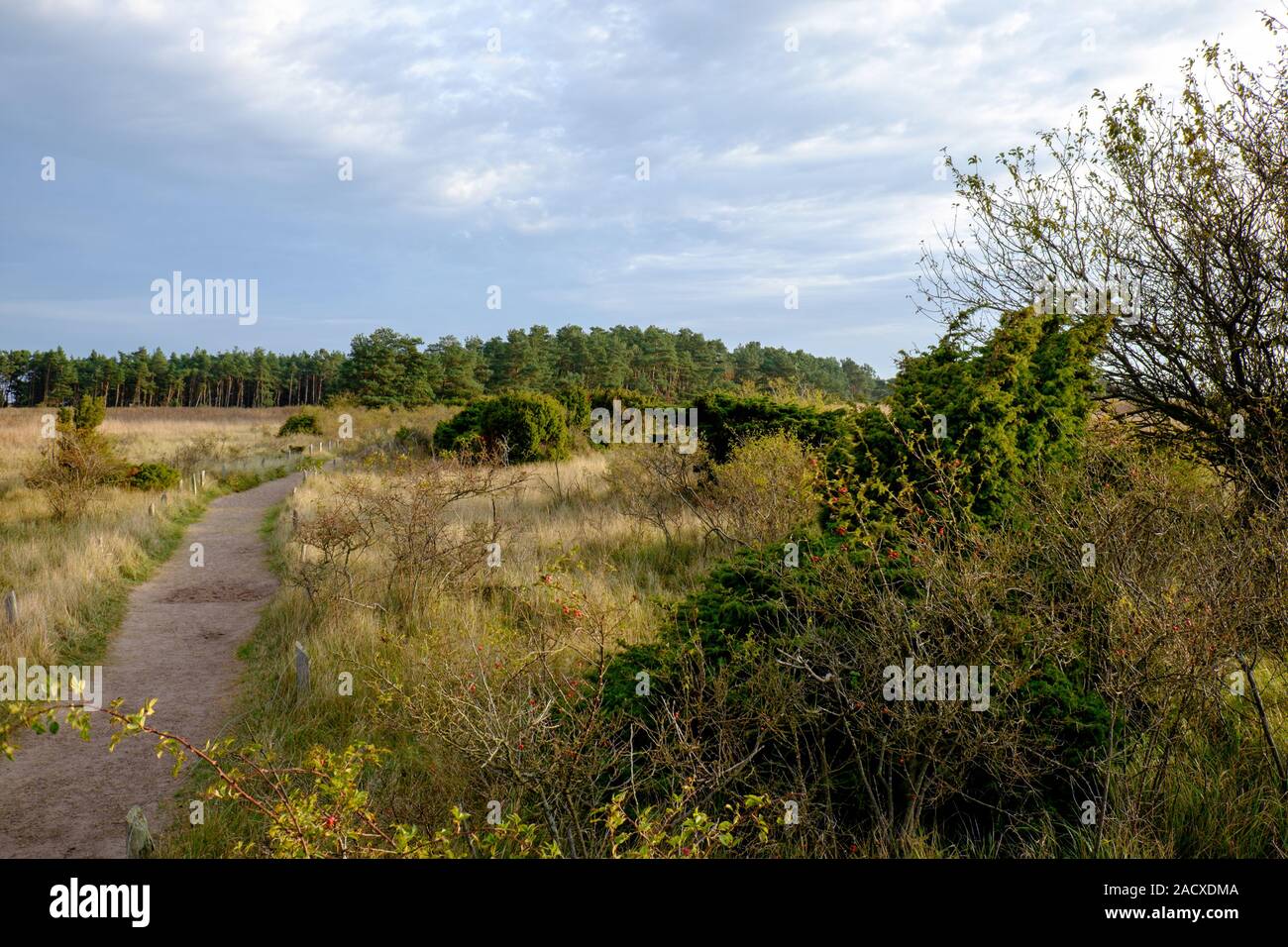 Area di dune di Darsser Ort, Parco Nazionale Vorpommersche Boddenlandschaft, Germania Foto Stock