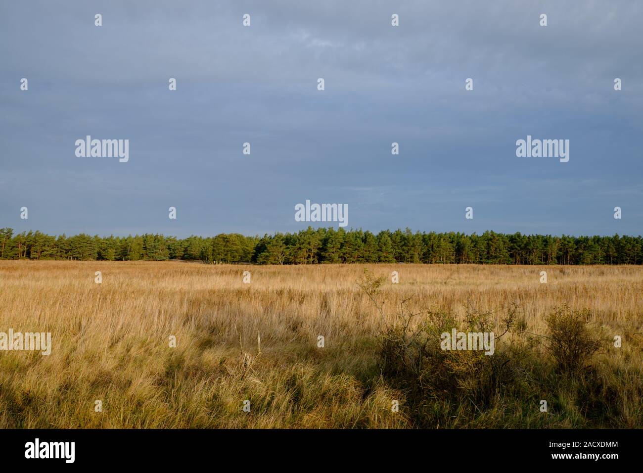 Area di dune di Darsser Ort, Parco Nazionale Vorpommersche Boddenlandschaft, Germania Foto Stock