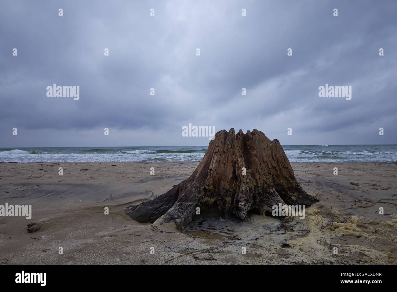 Wild romantico Weststrand Darsser, Darß, Parco Nazionale Vorpommersche Boddenlandschaft, Germania Foto Stock