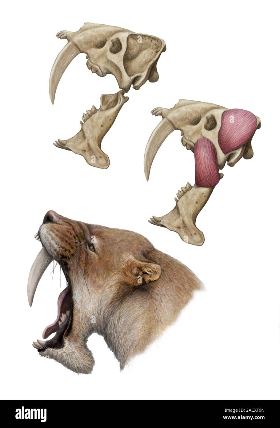 Barbourofelis dai denti a sciabola cat. Illustrazione che mostra il cranio del muscolo e di anatomia della testa di un Barbourofelis fricki dai denti a sciabola cat. La sciabola-dente Foto Stock