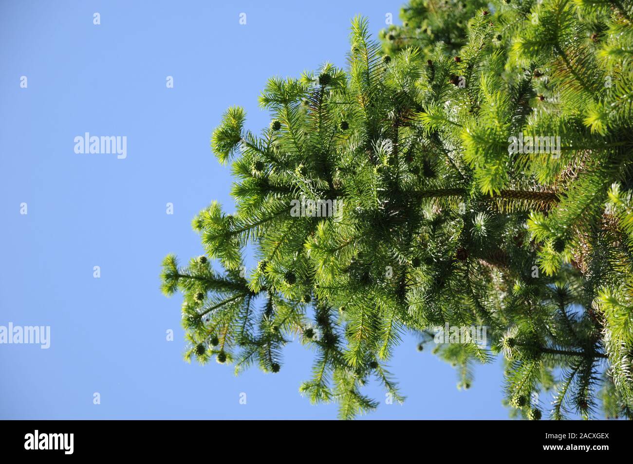 Cephalotaxus harringtonia, Giapponese disco di testa Foto Stock