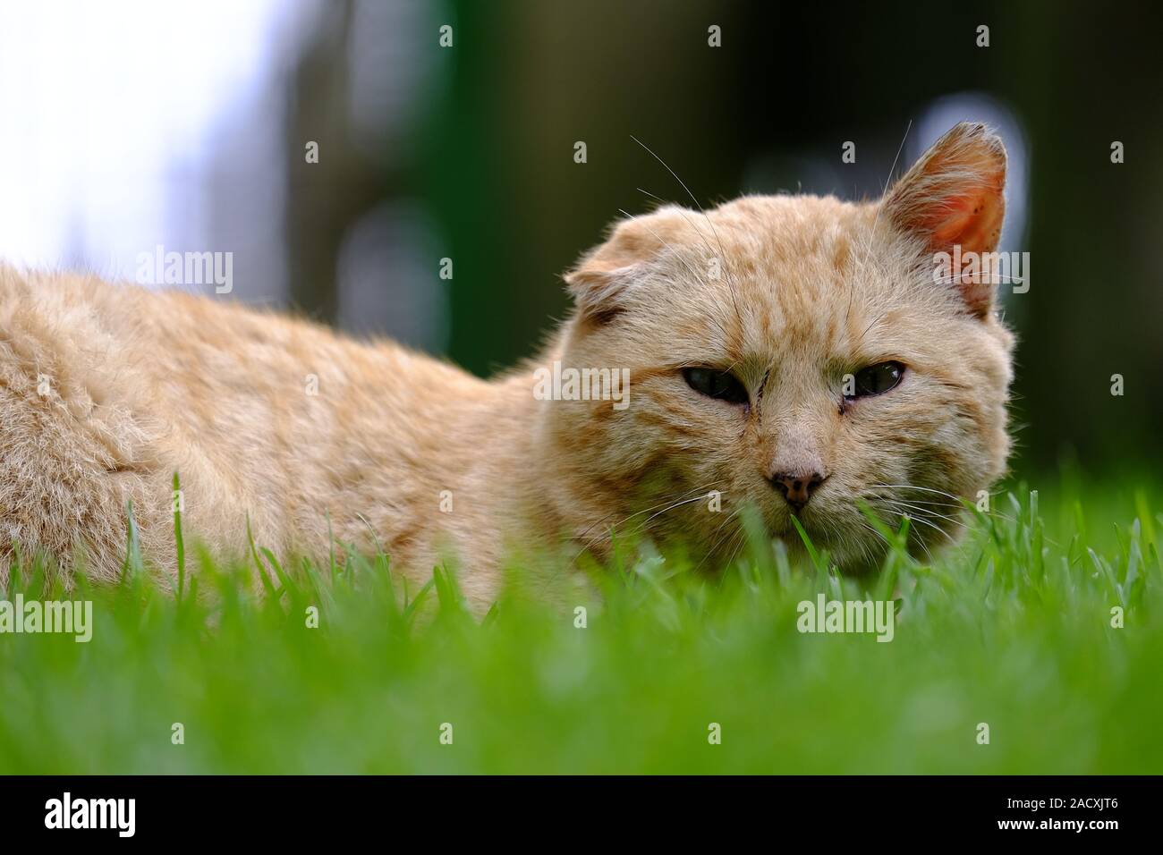 Ritratto del gatto Foto Stock
