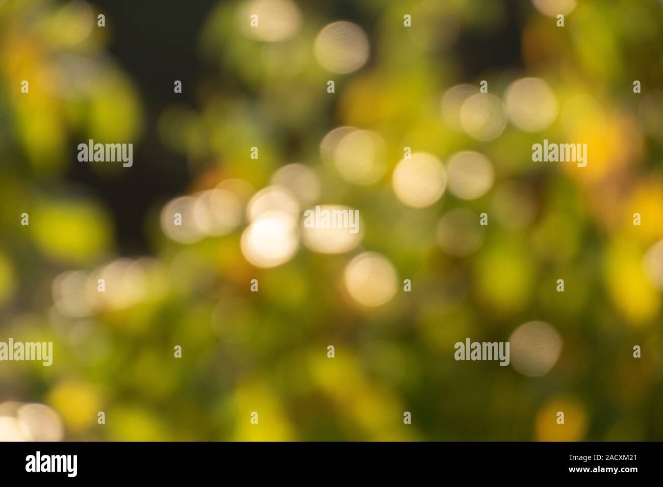 Colorato sun spot sfondo bokeh - verde Foto Stock