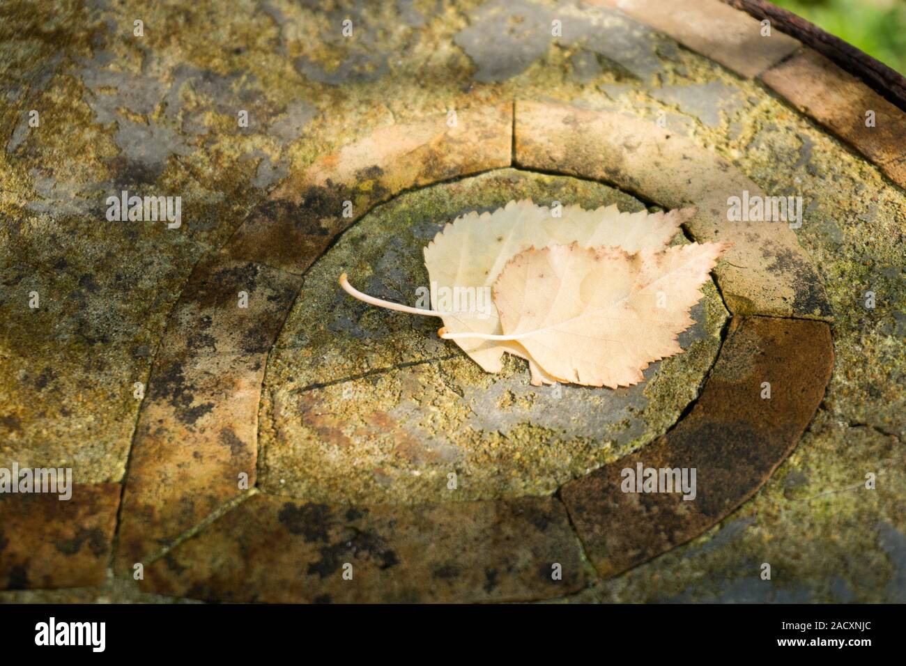 Due caduti autunno Betulla foglie vicine e sullo sfondo irregolare di una vecchia pietra grezza tabella di mosaico. Un simbolo di intimità in calde tonalità di terra. Foto Stock