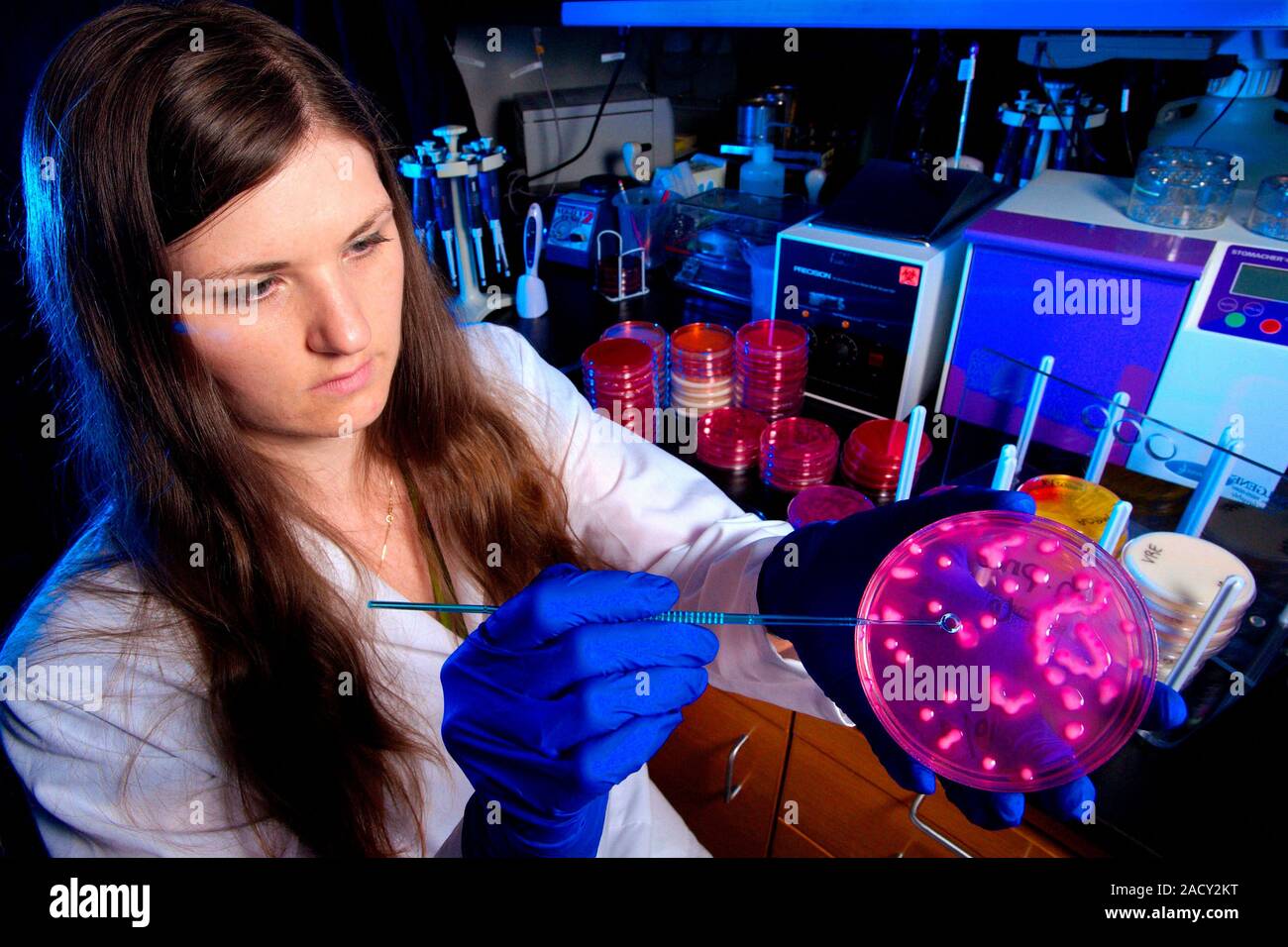 Pseudomonas fluorescens coltura di batteri. Tecnico di laboratorio in possesso di una capsula petri contenente una MacConkey Agar, che sono stati inoculati con batteri Gram- Foto Stock