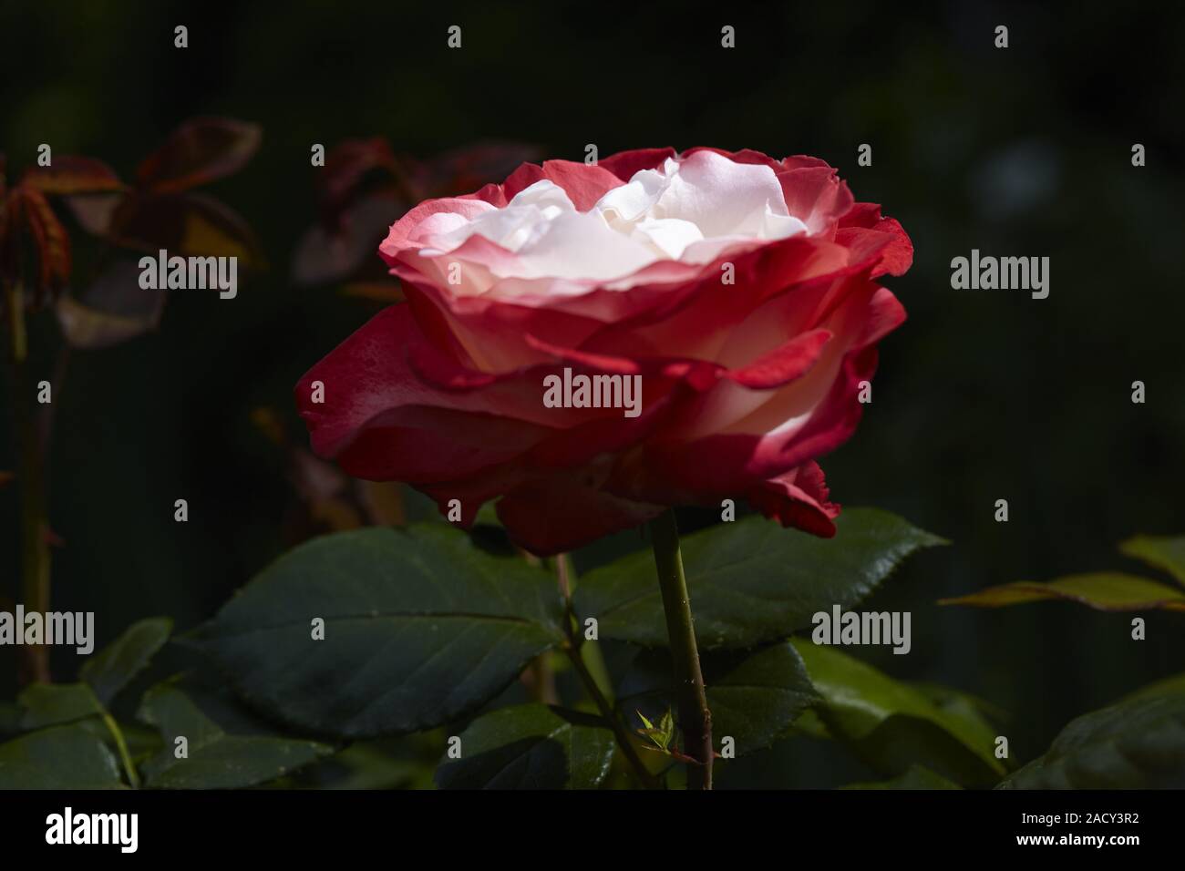 petali di rosa Foto Stock