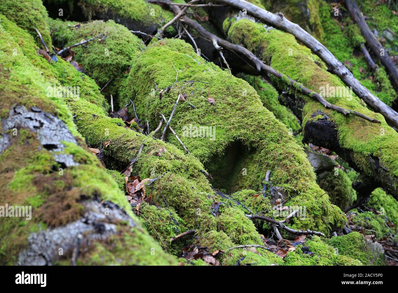 Suolo forestale con legno morto e moss, sostenibilità Foto Stock