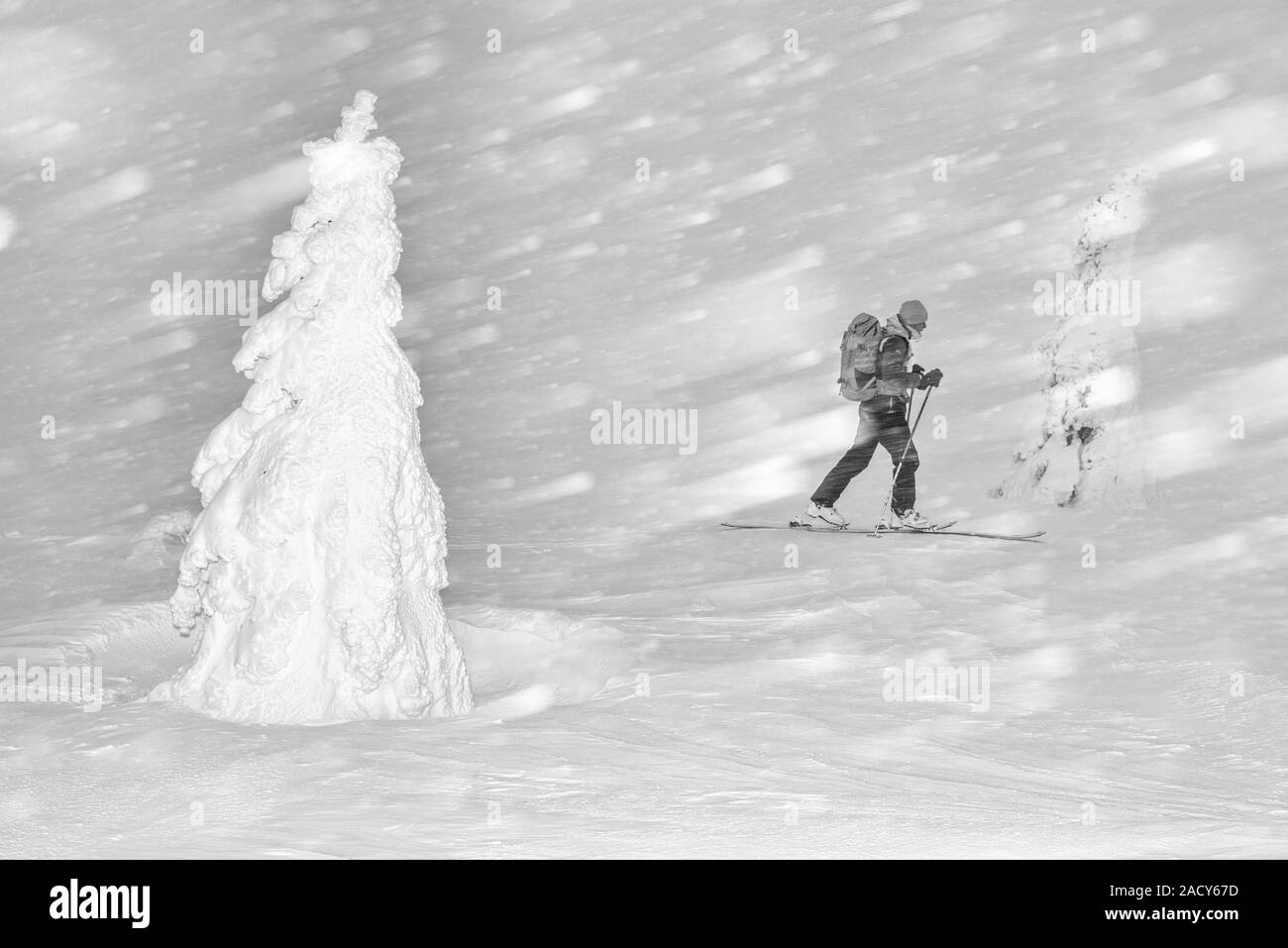 Sciatore in Snow Drift, Dundret riserva naturale, Lapponia, Svezia Foto Stock