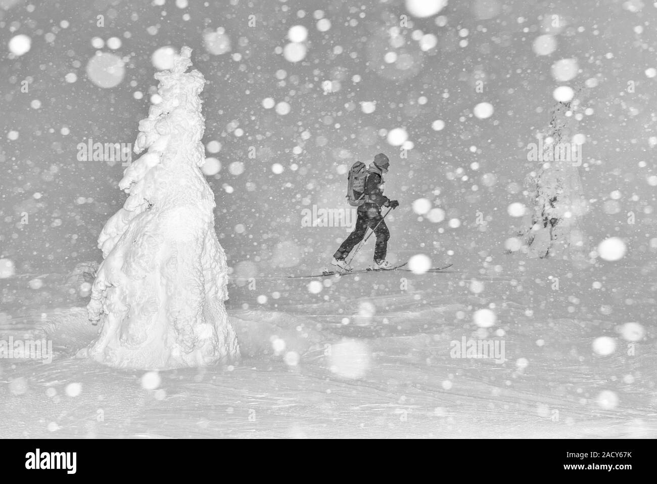 Sciatore in Snow Drift, Dundret riserva naturale, Lapponia, Svezia Foto Stock