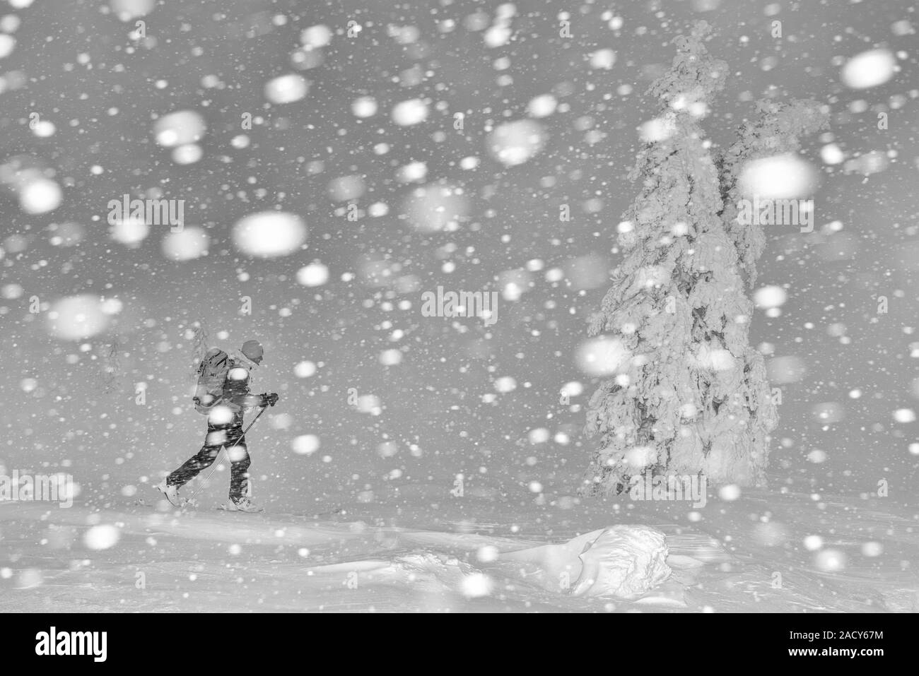 Sciatore in Snow Drift, Dundret riserva naturale, Lapponia, Svezia Foto Stock