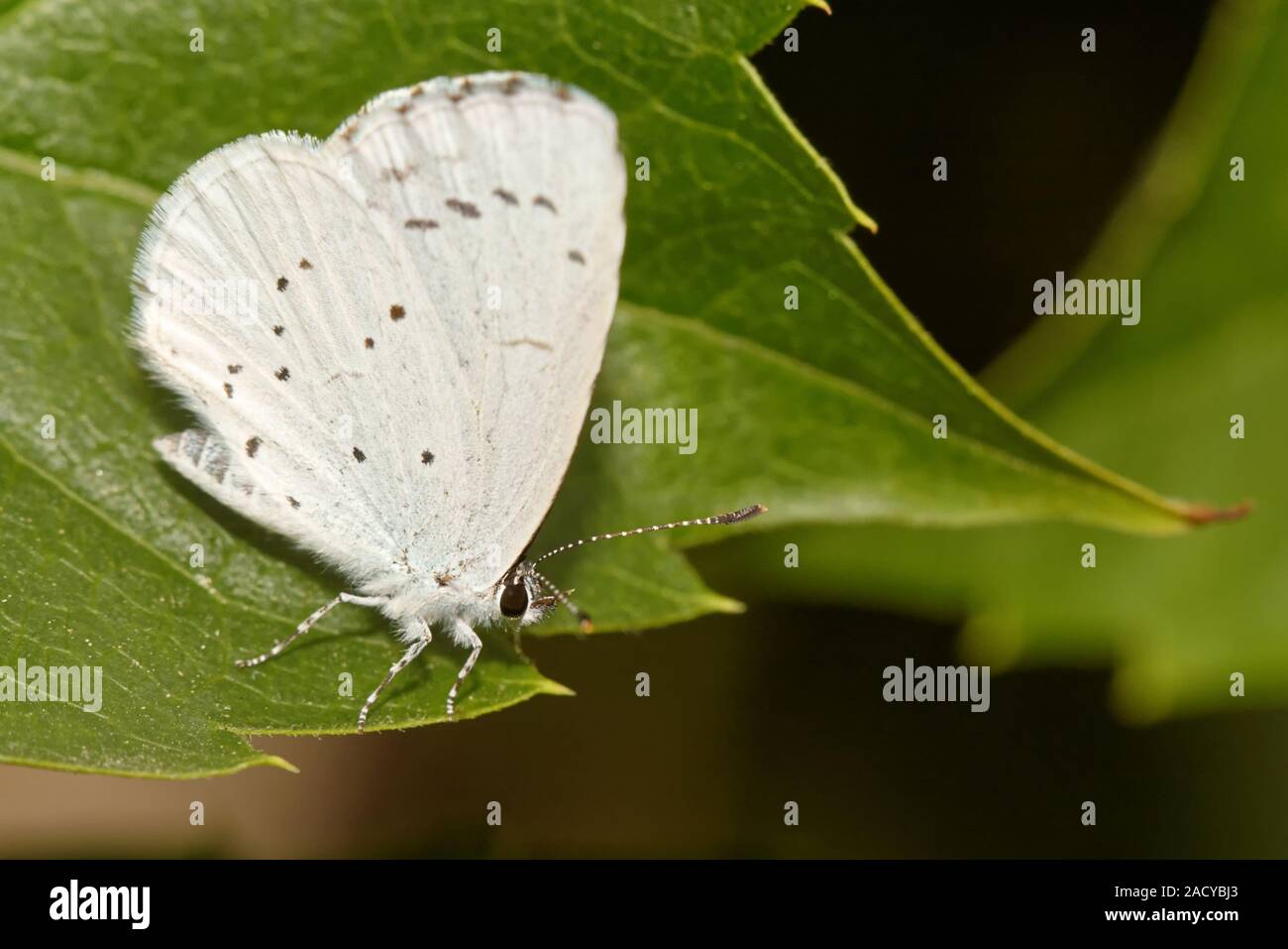 Blu-fronte blu ad albero Foto Stock