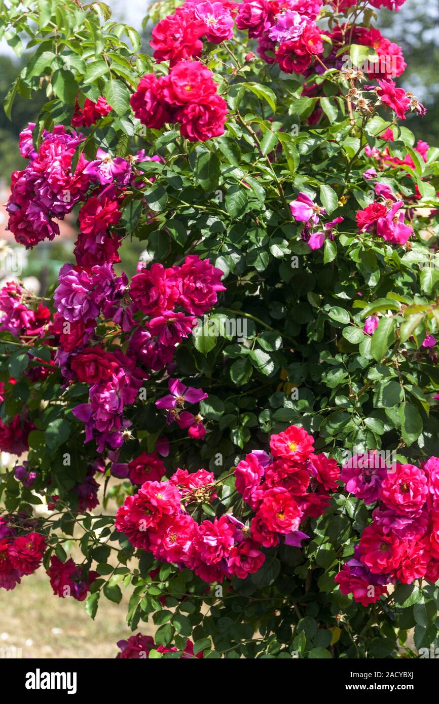 Rosso rosa rampicante rose rosa Flammentanz Foto Stock