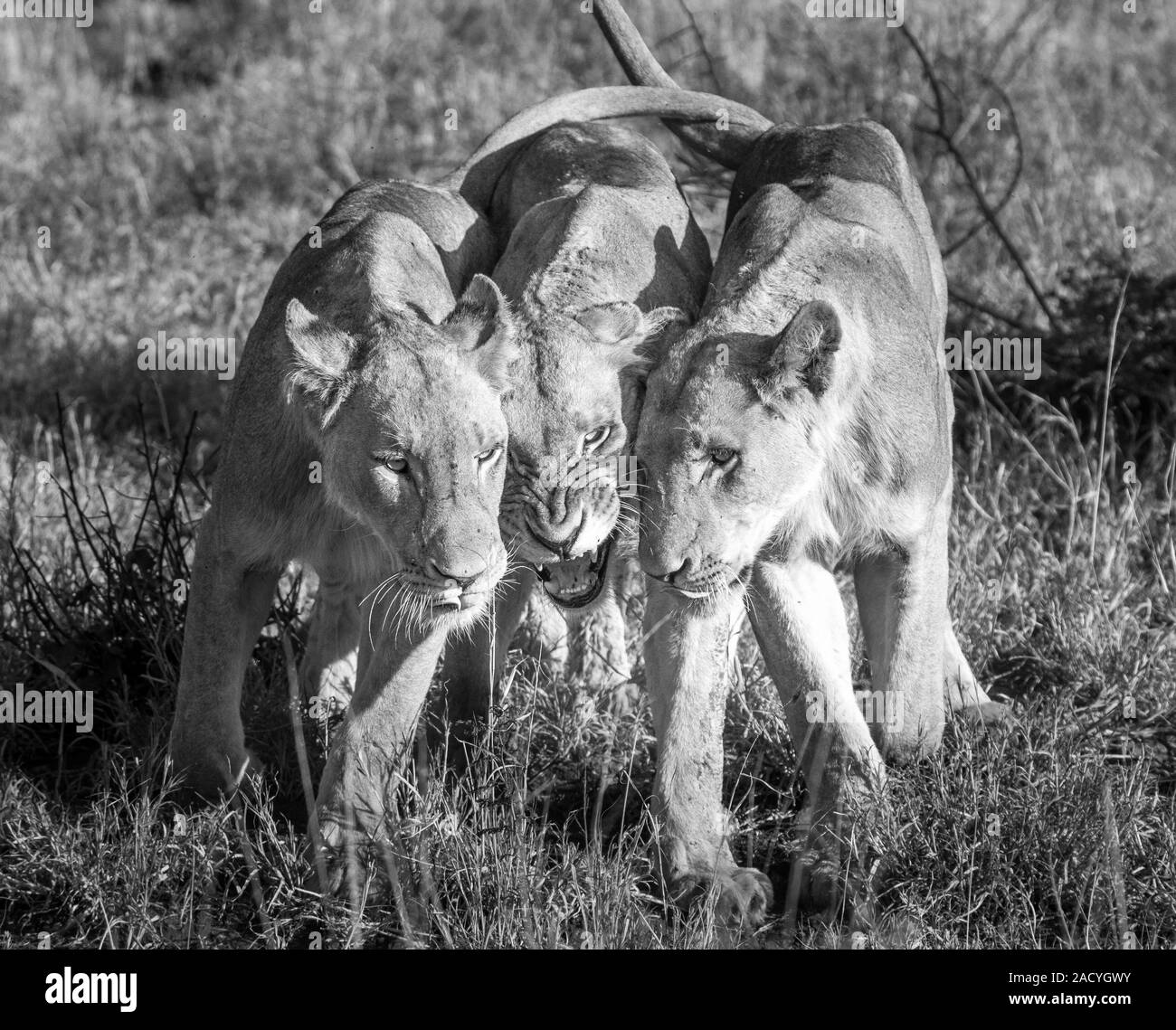 I Lions di incollaggio in bianco e nero nel Parco Nazionale di Kruger Foto Stock