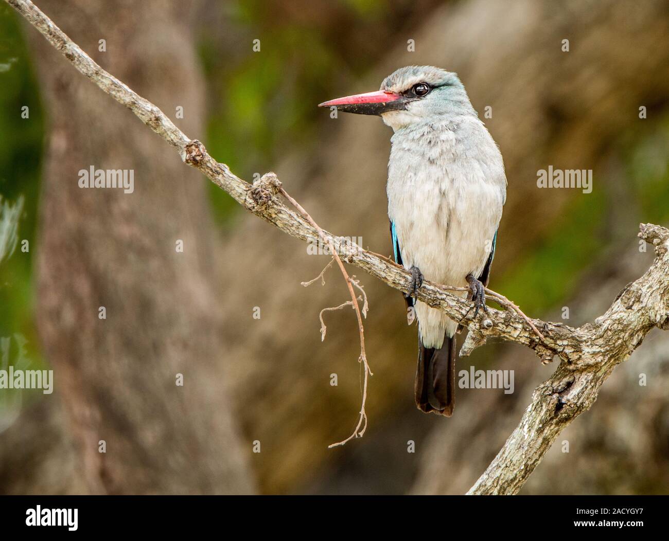 Woodland kingfisher su un ramo nel Parco Nazionale di Kruger Foto Stock