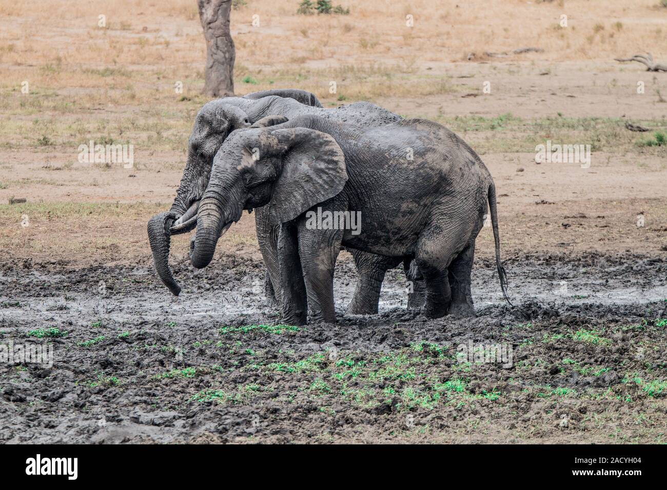 Due elefanti di prendere un bagno di fango nel Parco Nazionale di Kruger Foto Stock