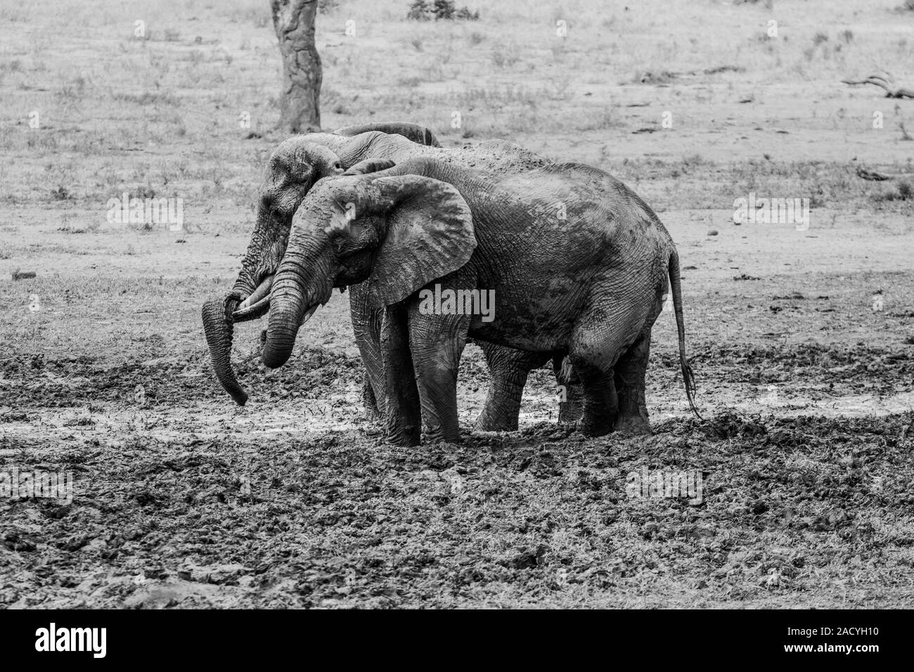 Due elefanti di prendere un bagno di fango in bianco e nero nel Parco Nazionale di Kruger Foto Stock