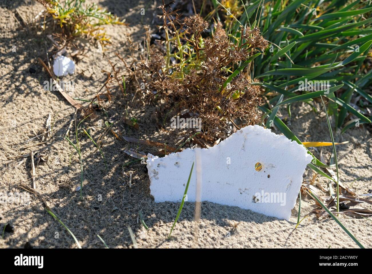 Il polistirene immondizia sulla spiaggia sabbiosa di vegetazione ecosistema,l'inquinamento concetto Natura Foto Stock