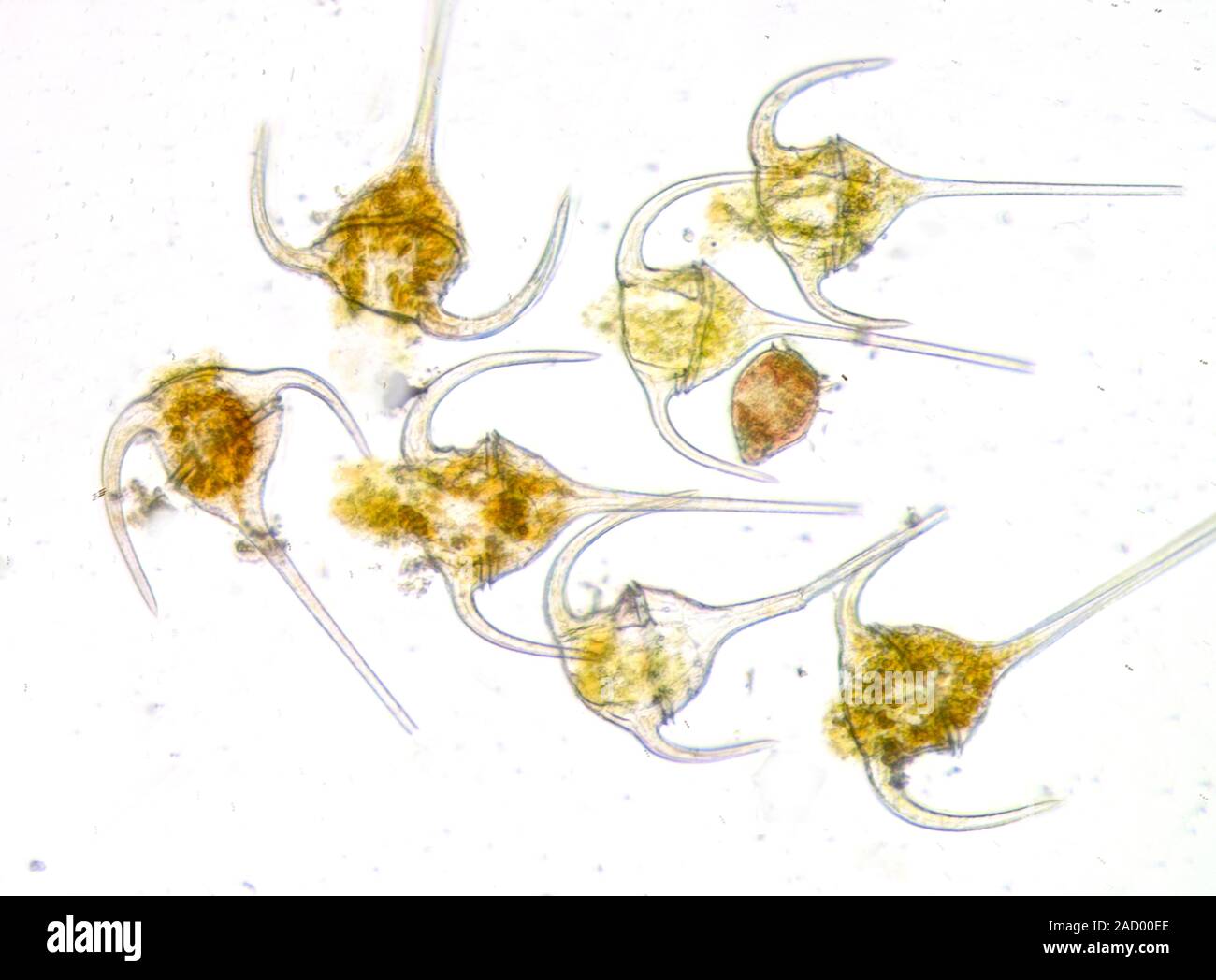 Dinoflagellates - Foto Stock