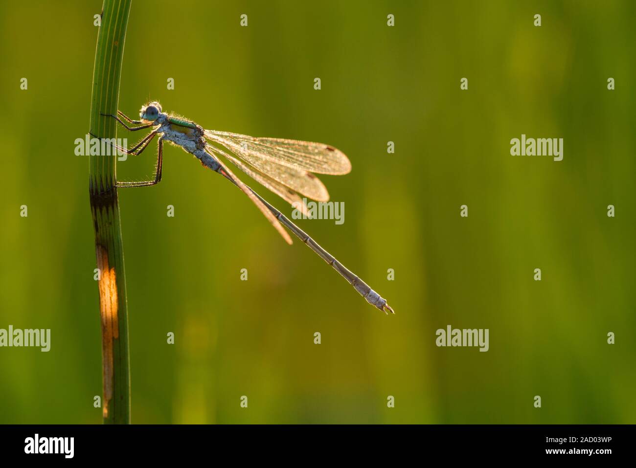 Damselfly smeraldo (Lestes sponsa) maschio arroccato su un pettine a Priddy Mineries in Mendip Hills, Somerset. Foto Stock