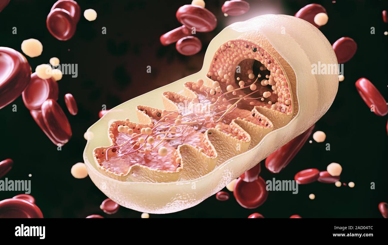Cella mitocondria in primo piano - rendering 3D Foto Stock