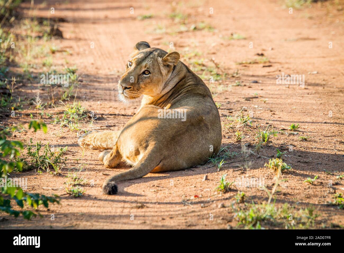Leonessa in posa la strada in Mkuze Game Reserve. Foto Stock