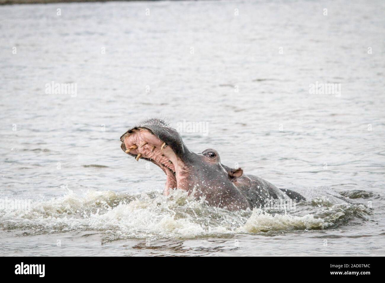 Sbadigliare Ippona in acqua nel Mkuze Game Reserve. Foto Stock