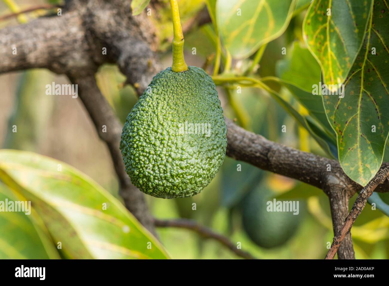 Hass avocado, Persea americana "Hass', la coltivazione di frutta su albero. Andalusia, Spagna. Foto Stock