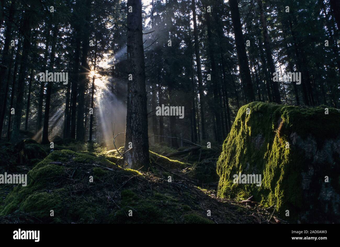 Sunray in una foresta di abeti rossi / Hallands Laen - Schweden Foto Stock