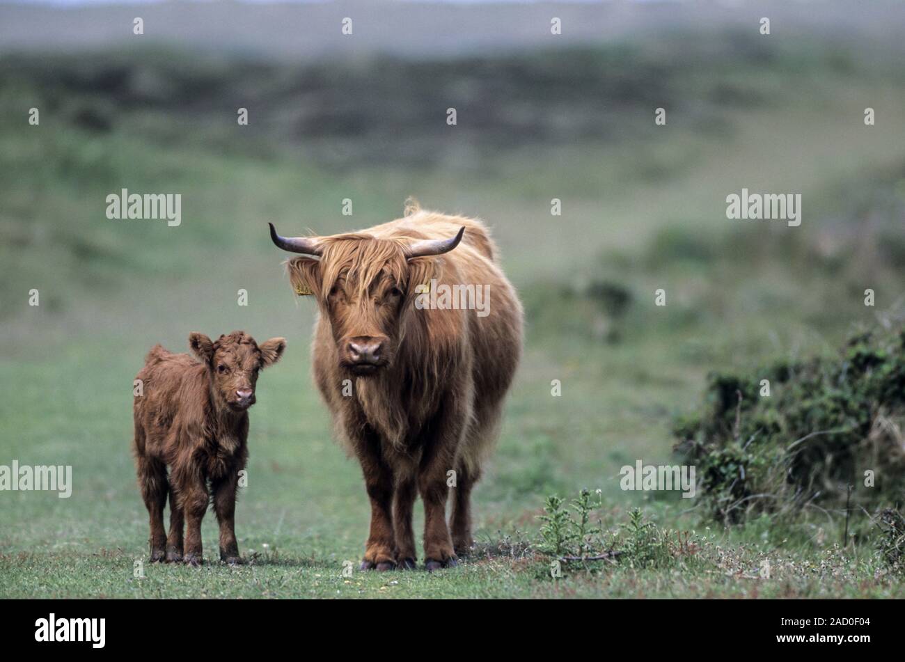 Highland bovini, il periodo di gestazione è di circa 9 mesi Foto Stock