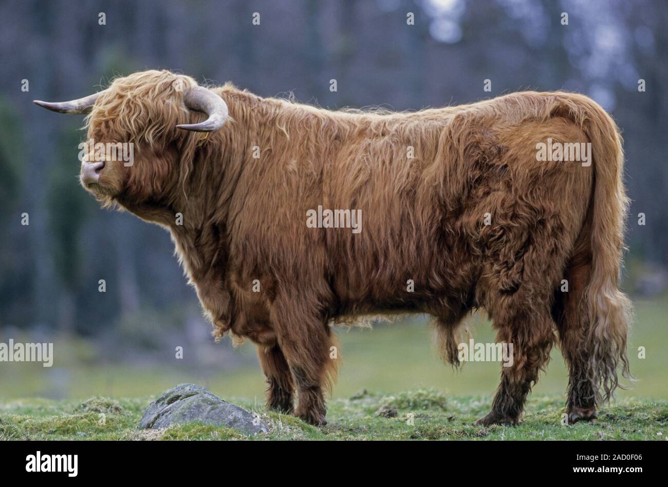 Highland bovini giovani tori avrebbe dominato le mucche per adulti quando hanno 2 anni di età Foto Stock