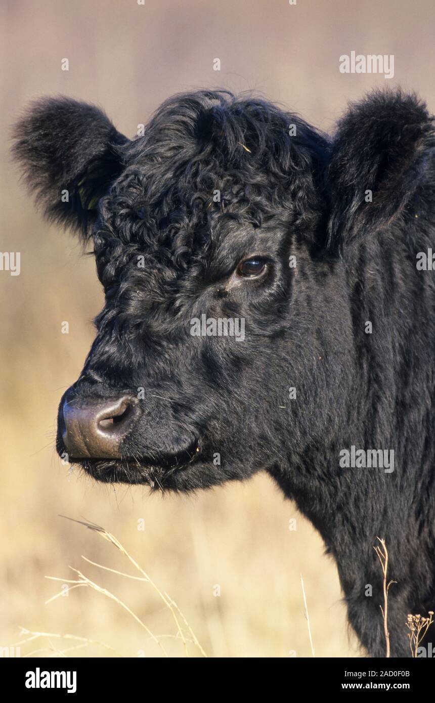 Galloway è uno dei più lunghi stabiliti razze di bovini da carne Foto Stock