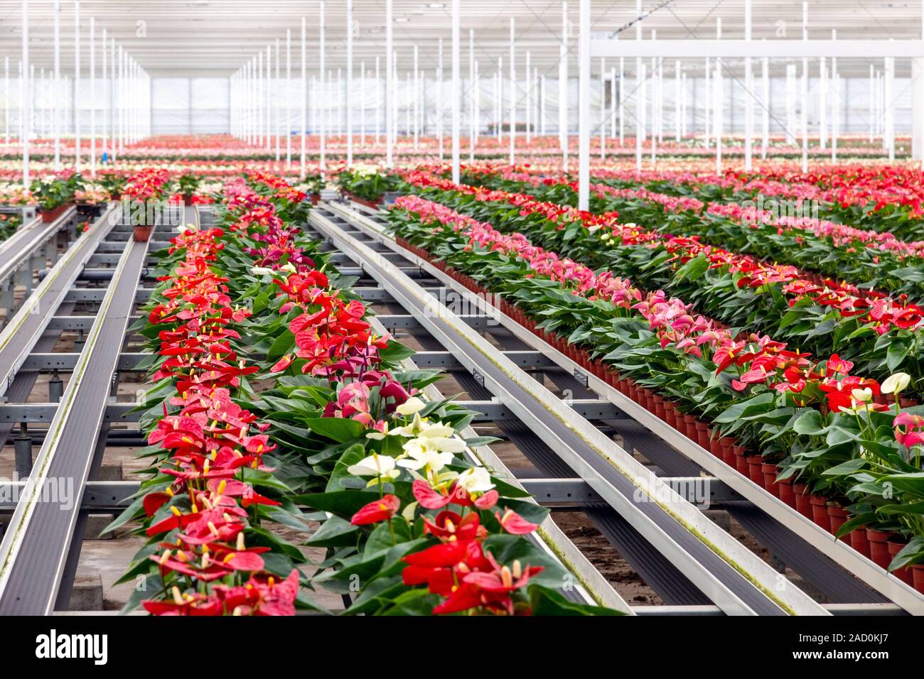 Anthurium fioritura la coltivazione delle piante in una serra industriale. Foto Stock
