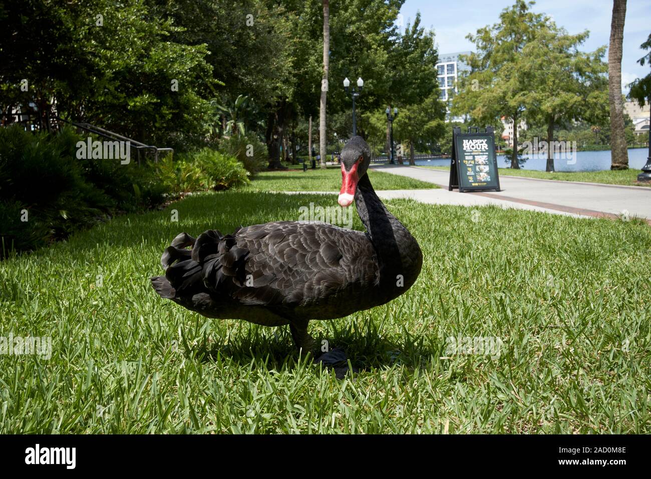 Black Swan in Lake Eola Park città di Orlando in Florida usa Foto Stock