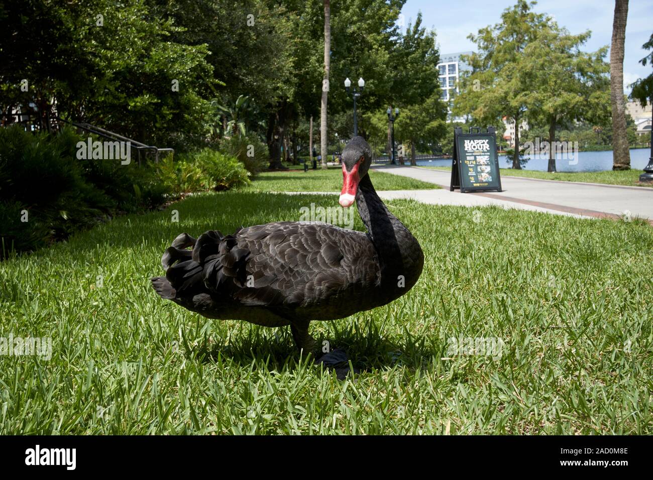 Black Swan in Lake Eola Park città di Orlando in Florida usa Foto Stock