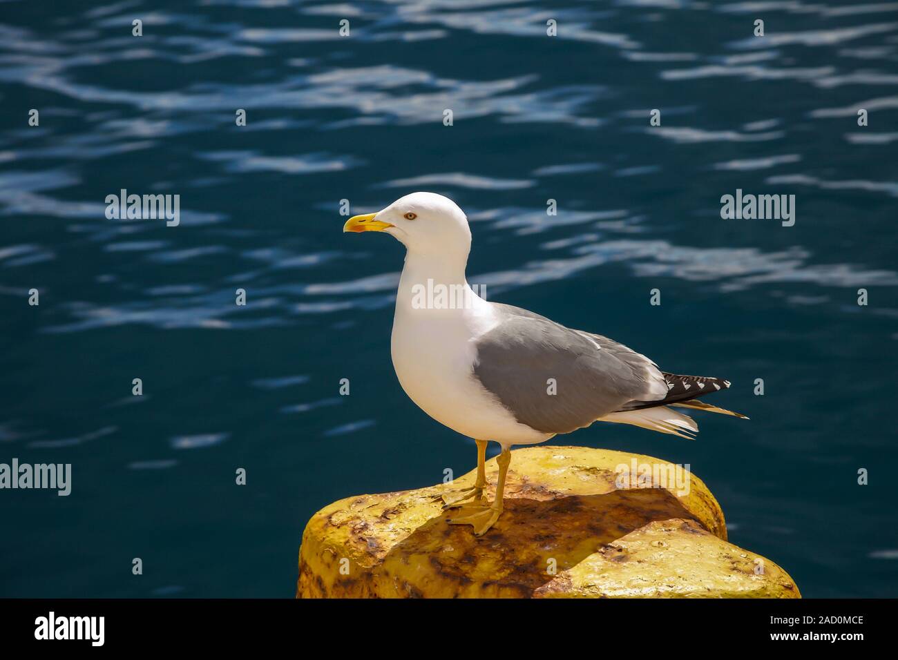 Seagull . Isolato. Vista laterale del gabbiano su giallo bollard. Oceano sullo sfondo . Immagine di stock. Foto Stock