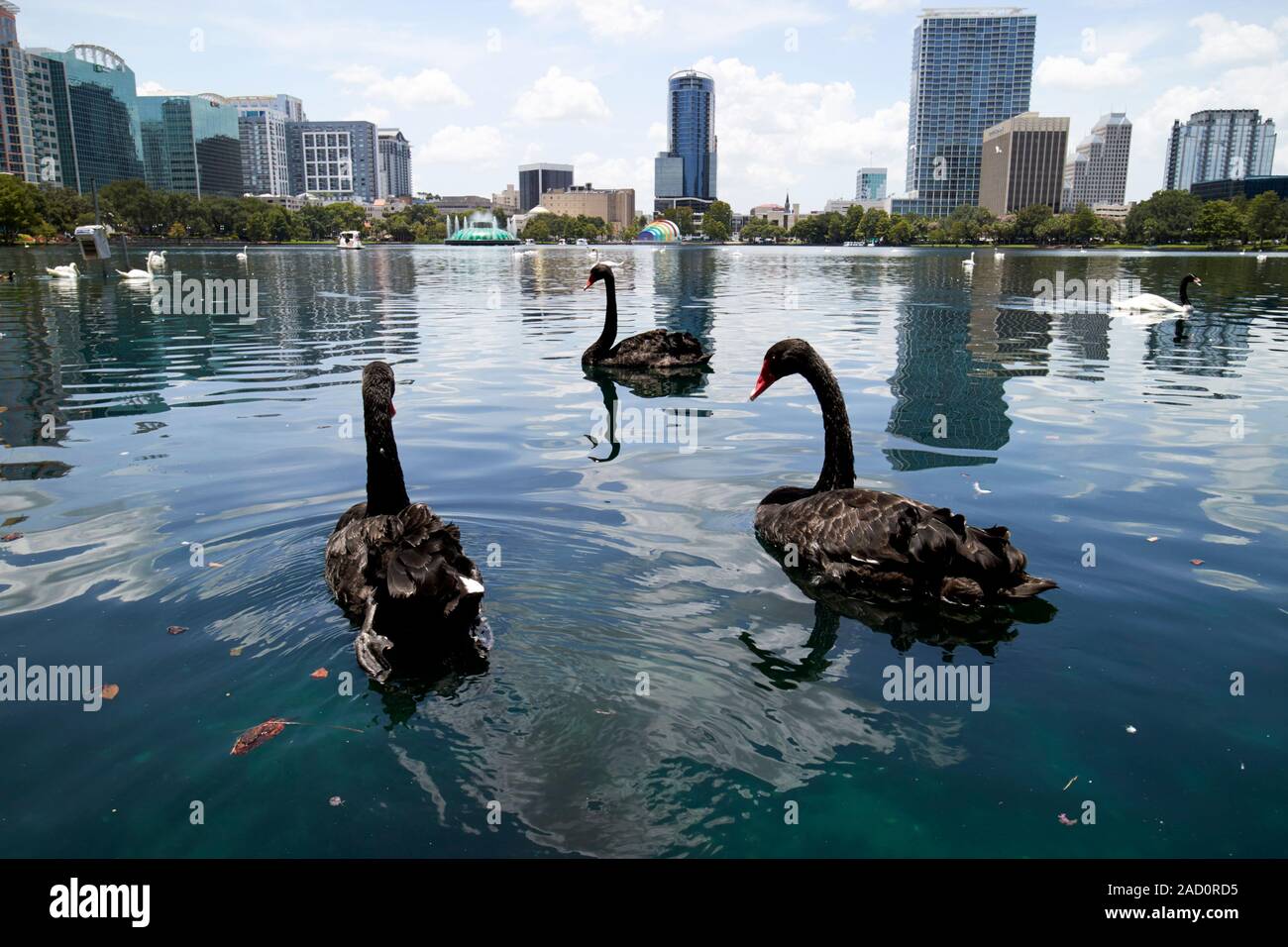 Cigni neri sul Lake Eola Park città di Orlando in Florida usa Foto Stock