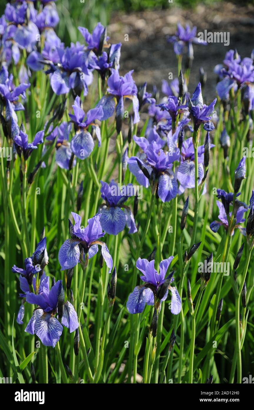 Missouriensis Iris, Syn. Iris montana, Rocky-Mountain iris, Western bandiera blu Foto Stock