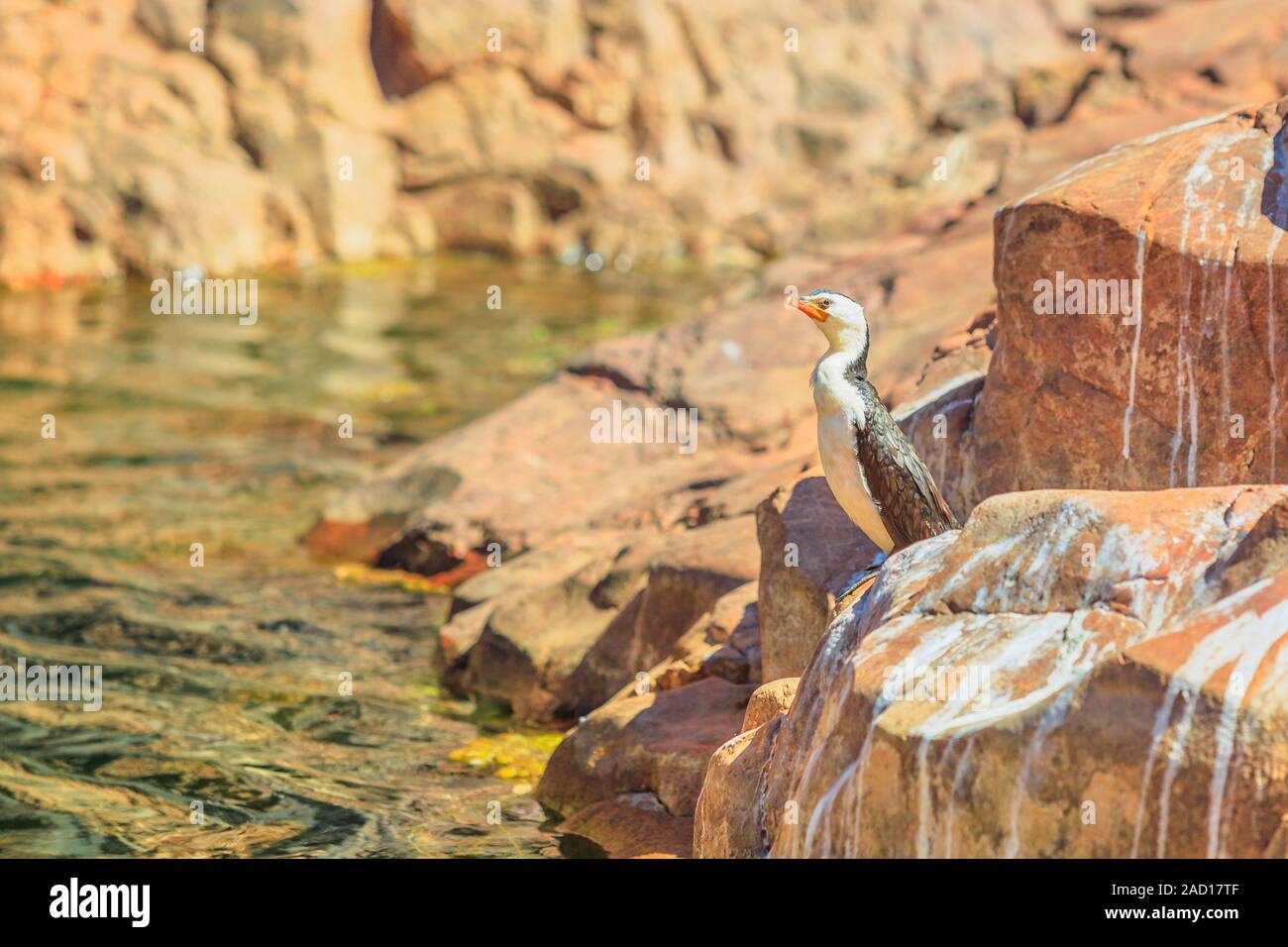 Poco Pied, cormorano Phalacrocorax melanoleucos, in piedi sulla roccia a Ormiston Gorge foro per l'acqua, un importante rifugio di uccelli acquatici, West MacDonnell Foto Stock