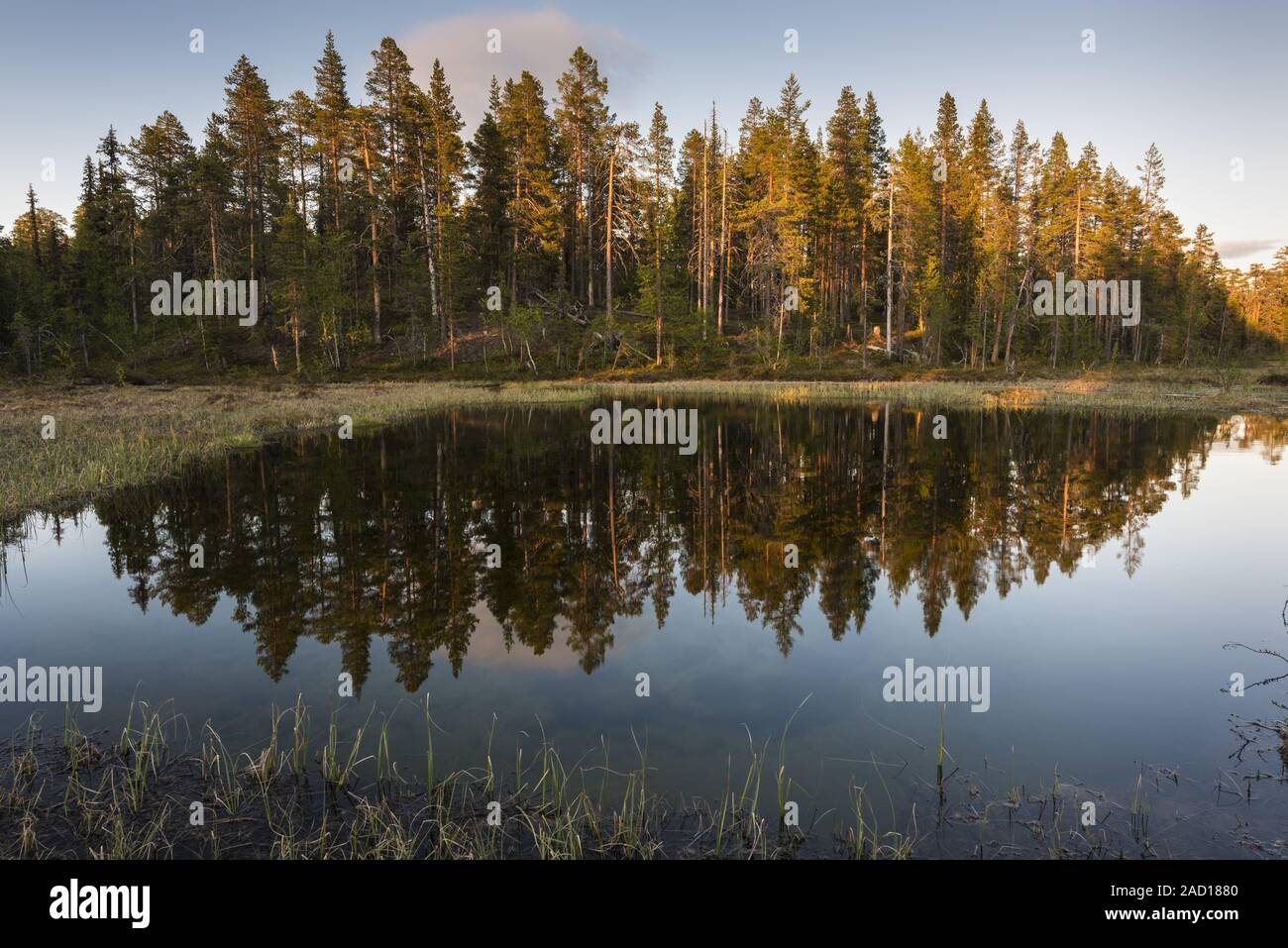 Gli alberi che riflettono in un lago nella luce della sera, Muddus National Park, Lapponia, Svezia Foto Stock