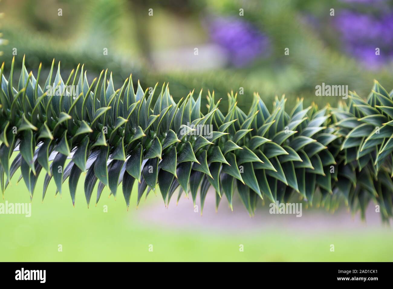 Chilenische Araukarie, scimmia albero di coda, Araucaria araucana Foto Stock