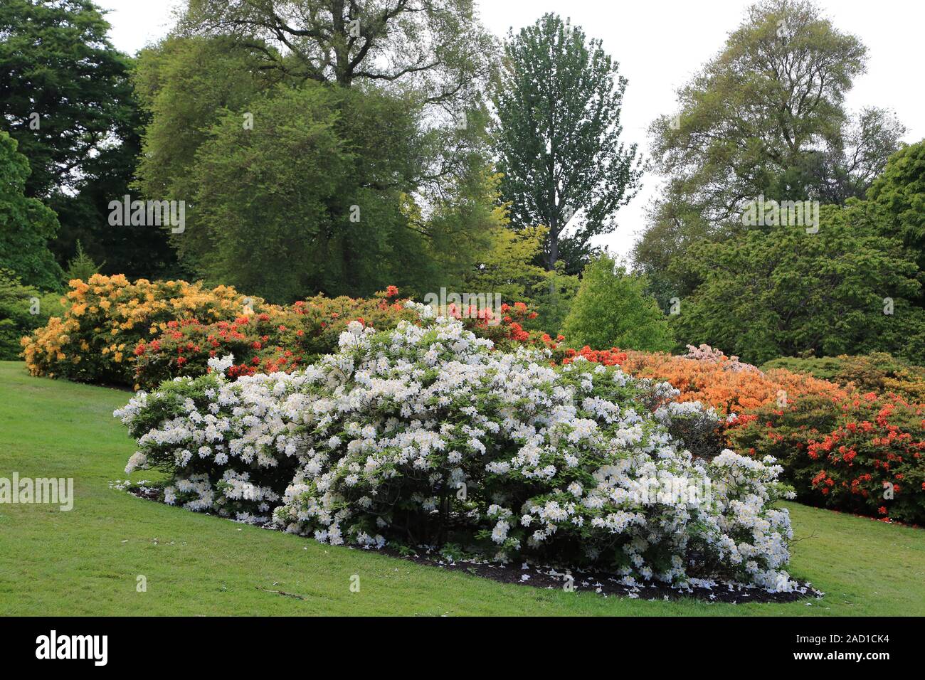 Edinburgh, Royal Botanic Garden, rododendro Superba Foto Stock