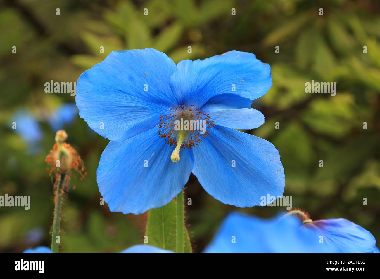 Scheinmohn blu, blu himalayano papaveri, Meconopsis Slieve Donard Foto Stock