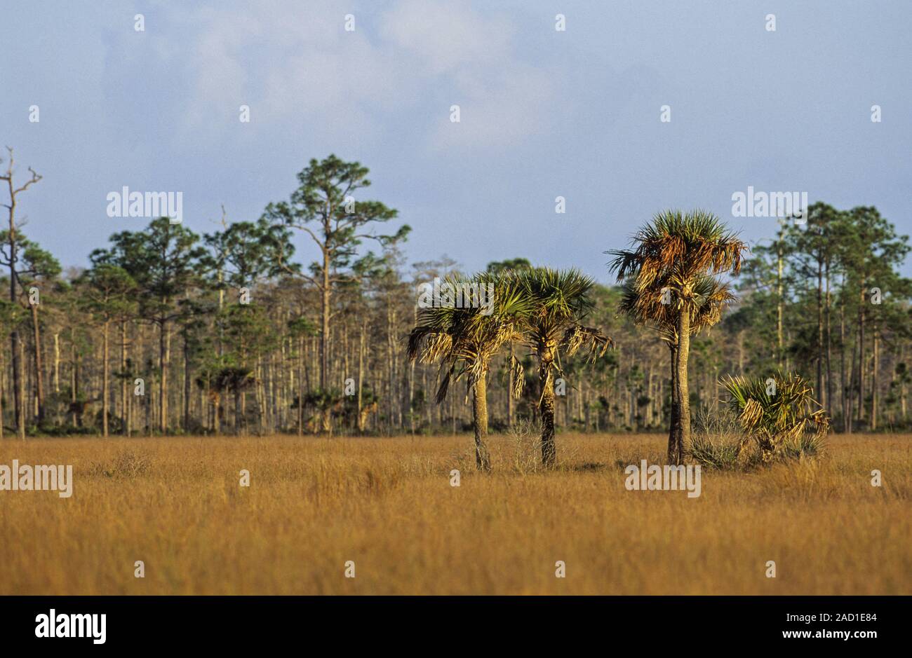 Palme nane in Everglades / H.P.Wiliams parco stradale - Florida Foto Stock