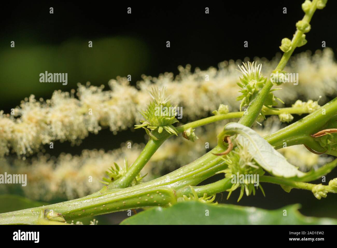 Castanea sativa, Esskastanie, Sweet Chestnut, weibliche Blüten, fiori femminili Foto Stock